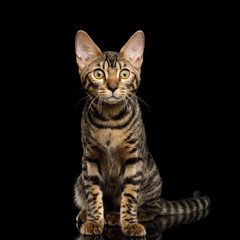 Fototapeta na wymiar Bengal Kitten Sitting and Curious Looking on Isolated Black Background with reflection, front view