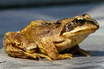 Grasfrosch 