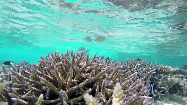 Maldives young fishes swimming over tropical coral garden