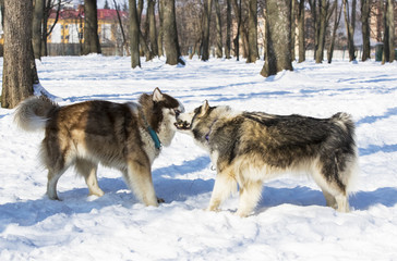 Naklejka premium Siberian husky dogs for a walk in the winter park. 