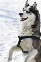 Siberian husky dogs for a walk in the winter park. 