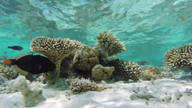 Maldives young yellow margin triggerfish swimming at tropical corals