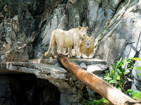 Lions