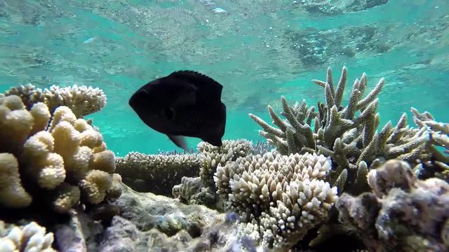 Maldives black surgeonfish are swimming at the tropical coral garden