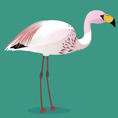 James s flamingo cartoon bird