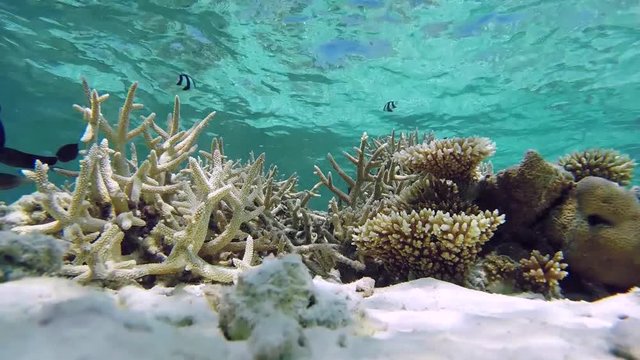 Maldives black surgeonfish swimming over tropical corals