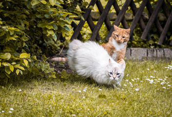 Katzen
