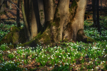 Leucojum flowers sprout through the fallen leaves