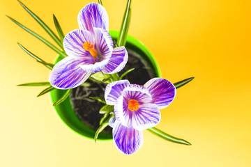 Crocus on bright colorful background. spring flowers.