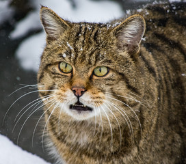 wildcat in Hainich national park, (Germany).