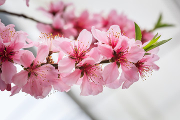 Peach Blossom - Spring of Japan -