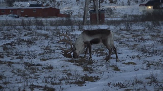 Reindeers deer in natural environment, Tromso region, Northern Norway.