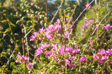 bouquet of purple flowers under the sunshine