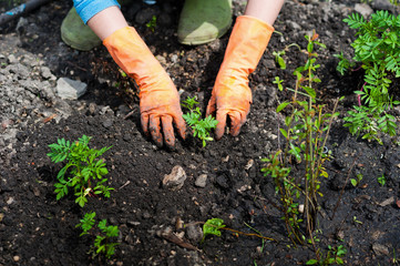 Planting seedlings in the open ground in early spring. A woman farmer is holding seedlings in her hands, bothering the ground, planting flowers and vegetables in the garden. Close up of farming, garde
