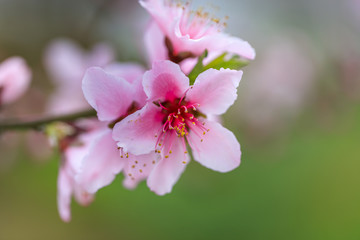 Peach Blossom - Spring of Japan -