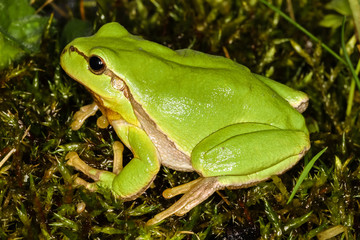 Europäischer Laubfrosch