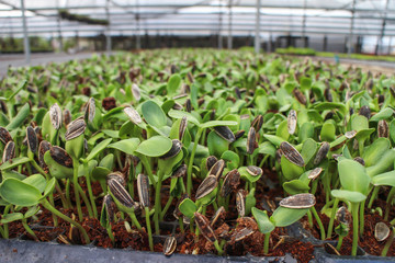 Growing sunflower sprouts in organic farm