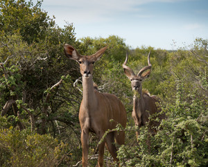 Inquisitive kudu on safari