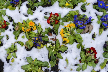 Close up of garden pansies in the snow, waiting for spring, captured in London, UK during the late winter of 2018 also known as Beast of the East weather phenomenon