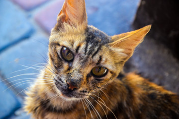 Street Cat in Essaouira (Morocco)