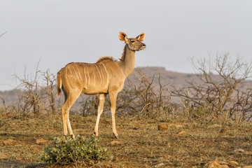 Kudu in Hluhluwe game Reserve in South Africa