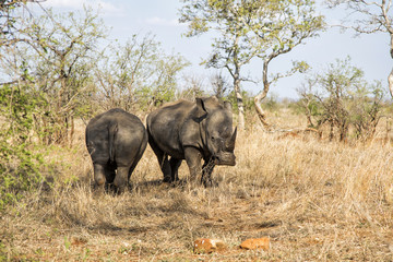 Fototapeta premium Two rhino's standing in the bush in the Krugerpark in South Africa