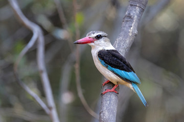 Kingfisher in Krugerpark in South Africa