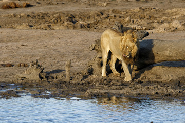 Thirsty male lion at a waterhole with a lot of mud in the Krugerpark in South Africa