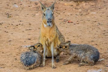 Patagonian mara (Dolichotis patagonum) is breastfeeding her babies