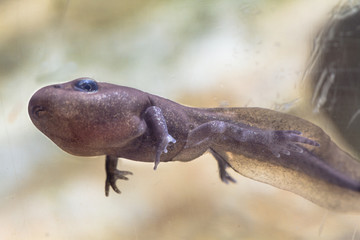 Nahezu fertig entwickelter Frosch