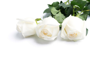 White roses on a white