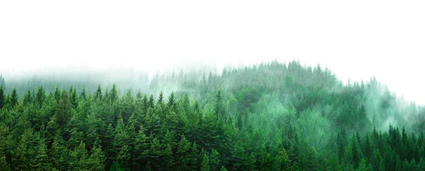 Foto op Plexiglas groen bos met mist en duidelijke lege ruimte © Ioan Panaite