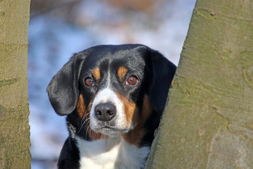 Entlebucher Sennenhund