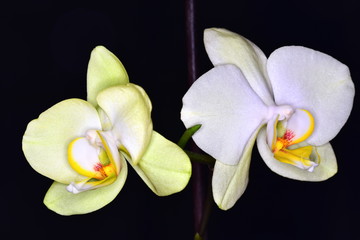 Naklejka na ściany i meble Two flowers of orchids.