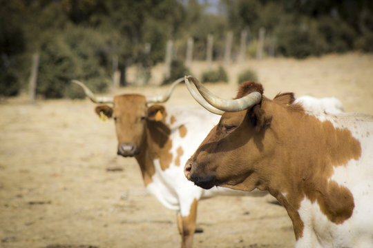 Vacas berrendas en colorado en la Dehesa de Valdelazarza