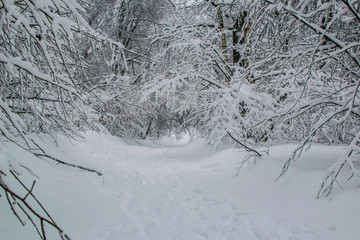 Blizzard in park white trees landscape