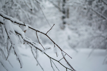 Blizzard in park white branch in snow