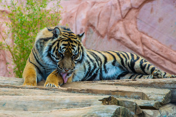 A beautiful Sumatran tiger is lying down and taking her bath