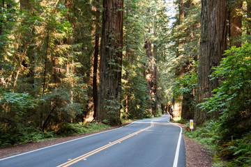 Obraz premium The Avenue of the Giants is a scenic highway in Northern California, U.S.A., running through Humboldt Redwoods State Park.