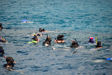 Group of people snorkeling.