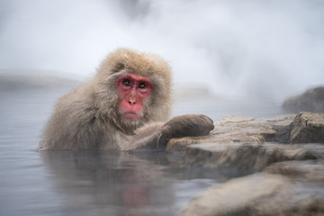 Snow monkey bathing in hot water spring during winter, Japan
