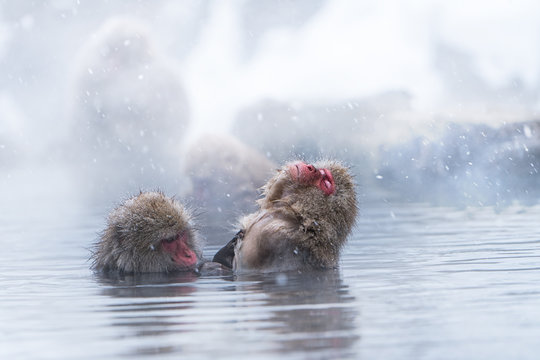 Snow Monkey Bathing In Hot Water Spring During Winter, Japan