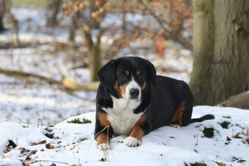 Sennenhund im Schee