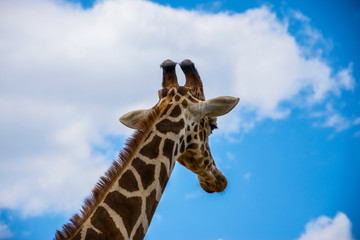 Close up of giraffe with a cloudy scenery in the background