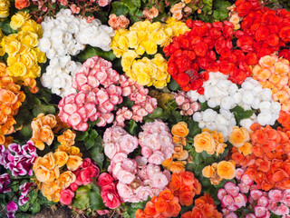 Colorful flowers on the ground in garden