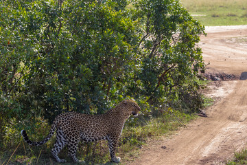 Fototapeta na wymiar Large leopard in the bush. Savannah Masai Mara, Kenya