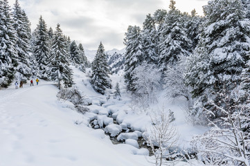Naklejka premium France, Savoie (73), Meribel, balade à travers les sapins sous la neige.
