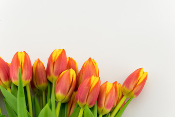 Tulips isolated on white Background