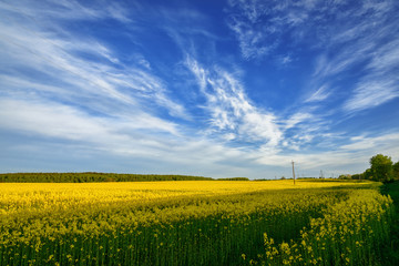 Obraz premium golden field of flowering rapeseed with beautiful clouds on sky