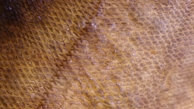 Salmon skin rotating in 4K. Closeup top view of healthy fish food.
